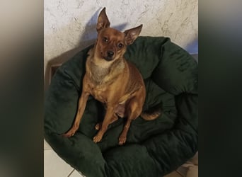 Zwergpinscher Rüde, freundlich, gut sozialisiert, gehorsam, stubenrein sucht ruhiges Heim