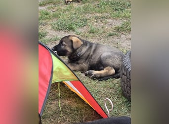 Dunkelgraue Schäferhunde aus Kör-u.Leistungzucht
