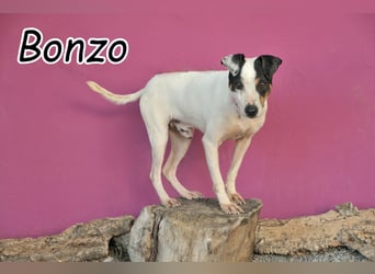 Ergattert Bonzo nun den großen Jackpot?