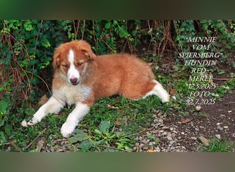 Border Collie-Welpen , black-,choco-,red-white und red-merle