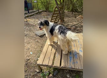 Kuckuck, wer schenkt Traumhündin ESTELLE ein liebevolles Zuhause?