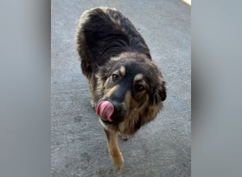 Aramis ❤️ liebevoll aufgeweckter Jungrüde