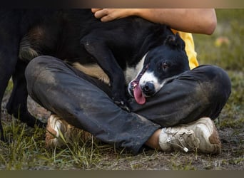 Gretchen: kennt nur das Tierheim