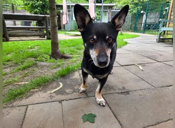 ♥LILA♥ neu auf Pflegestelle bei Köln - hübsche, ganz liebe kleine Hündin 35 cm