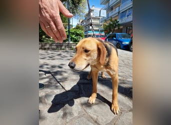 Eddie,geb.05/23,hübscher Bracken Mix Junge sucht seine Familie