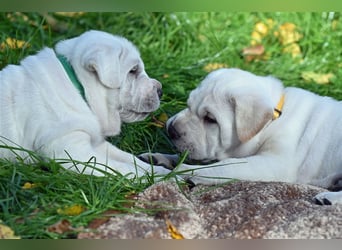 Shar-Pei x Labrador Mix Welpe Frenchy stellt sich vor......