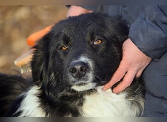 Bob - Charmanter Herdi-Mix will sich endlich binden! (47839 Krefeld)
