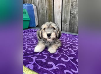 Chloe