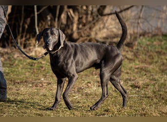 Joe Fritz - aktiver Familienhund - Tierhilfe Franken e.V.