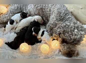 Lagotto Romagnolo Welpen