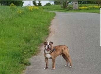 Big Boy Bruno Vom Örmser Bahnhof sucht sein Zuhause