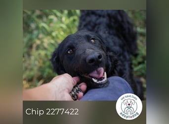 Chip 2277422: Sucht ein Zuhause