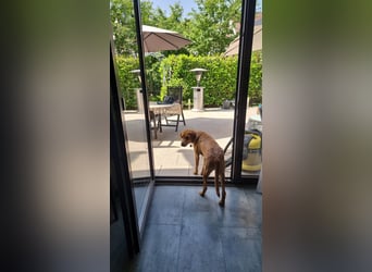 Oskar - in 71067 Sindelfingen  auf Pflegestelle