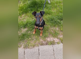 Szilva VA – Junge Hündin sucht ein aktives Zuhause