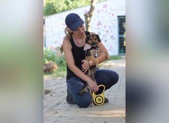 Missy - freundliche, liebevolle Hündin die gerne schmust
