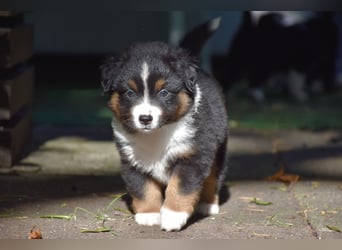 Miniature American Shepherd Welpen, Mini Aussies vom Züchter mit Papieren