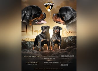 Rottweiler welpen