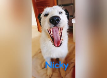Nicky 01/2019 (ESP Pflegestelle) - braver, ausgeglichener und unglaublich lieber Bodeguero-Mix!