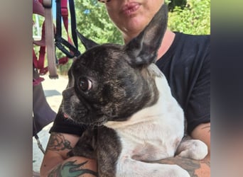 Diva - RESERVIERT -bietet Charme und Charakter, sucht aktives Zuhause mit Herz und Hundverstand