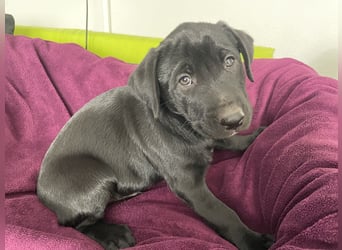 Süße aufgeweckte Mischlingswelpen Labrador-Retriever von Schulhunden