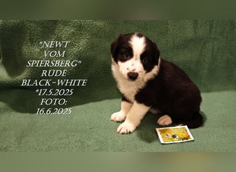 Border Collie-Welpen , black-,choco-,red-white und red-,black-merle