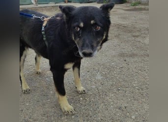 Notfall Gnadenplatz gesucht