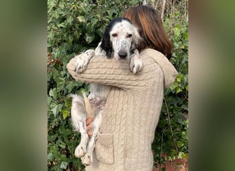 Kora – sensible Setter-Seele sucht liebevolles Zuhause!