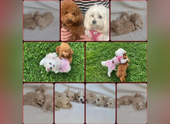 Maltipoo Welpen/ Rüden & Weibchen auszugsbereit