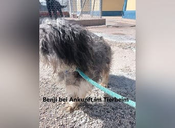 BENJI-sehnt sich nach Fürsorge!