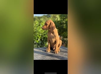 Magyar Vizsla Welpen in Erwartung