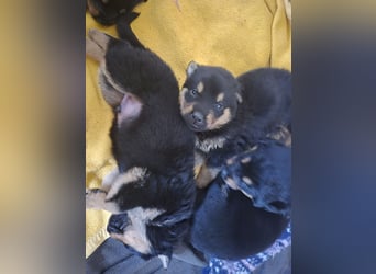 Rottweiler Schäferhund Mischling