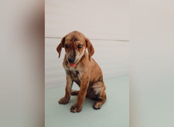 Jagdhund Mix Henri