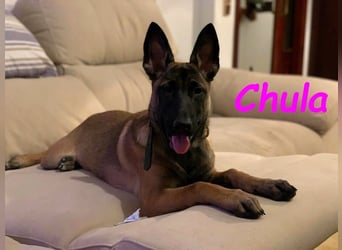 Chula geb. 04/2025 (ESP) - sportliche und aktive Malinois Welpin!