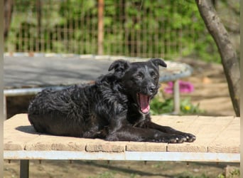 Verspielter ELVIS- sucht Zuhause für immer