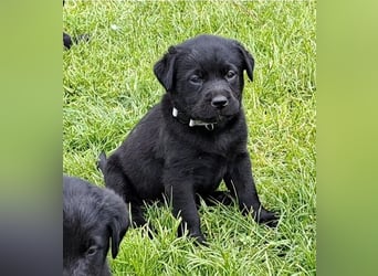 Labrador-Mix Welpen