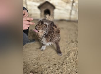 Brios-LM, kleines Wildschwein sucht neues Zuhause!