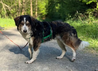 Ajko ist so ein toller Kerl und sucht sein Für-Immer-Zuhause