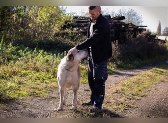 THOR - Owtscharka Mix - Herdenschutz- und Wachhund, Einzelgänger, dominant, braucht Konsequenz