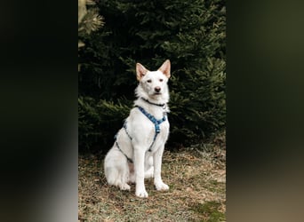 Fröhliche Brynza sucht ihre Familie