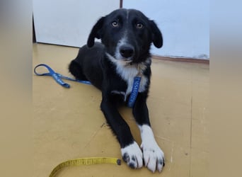 Stella eine Familienhündin wartet hinter Gittern
