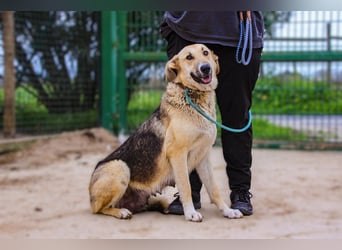 Honey,  Schäferhund-Mix, lieb und sozial