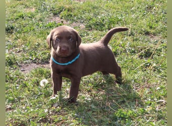LABRADOR WELPEN Reinrassig mit Ahnentafel - GRAU und BRAUN - Beste Familienzucht