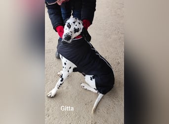 Gitta, zur Zucht missbraucht hat konkrete Interessenten