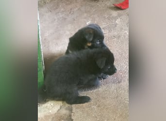 Schäferhund-Mischlingswelpen