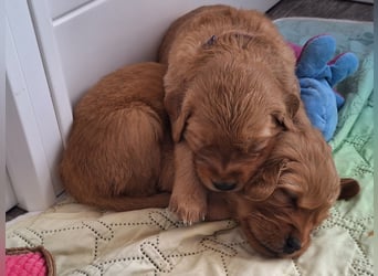 Dark Golden Retriever Welpen (Abgabe ab Mitte August)