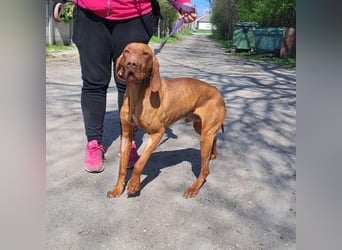 VIZSLA-RÜDE MISI SUCHT ZUHAUSE