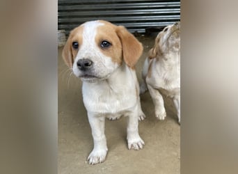 Tucker, geb. ca. 12/2024, lebt in GRIECHENLAND, auf einer privaten Pflegestelle