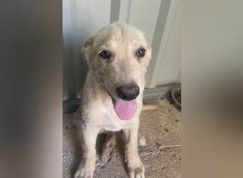 Tipo - welpentypisch verspielter und lebhafter Rüde / z.Zt. noch in Spanien