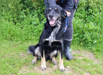 Tiago  - Schäferhund-Mix, lieb und verträglich