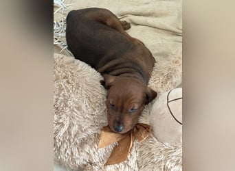 Deutscher Pinscher Welpen aus dem Haus ,,Cava Land" FCI Zucht